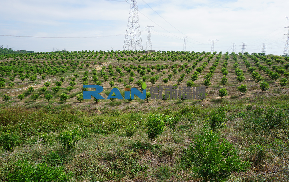 清远市飞来峡300亩砂糖橘基地
